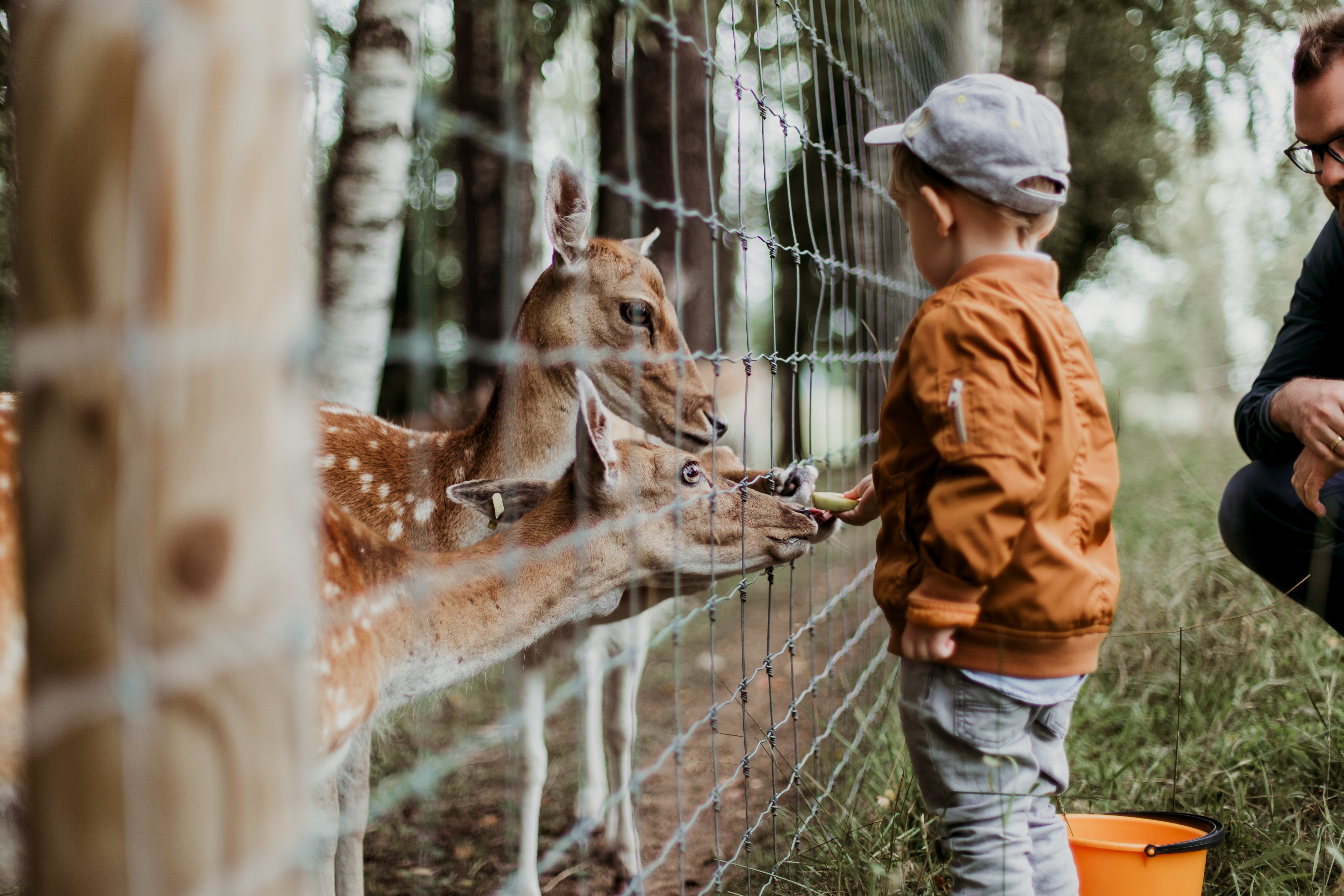 enfant-nourrit-animal